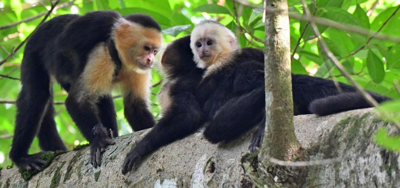 Riverside Villas Manuel Antonio Εξωτερικό φωτογραφία