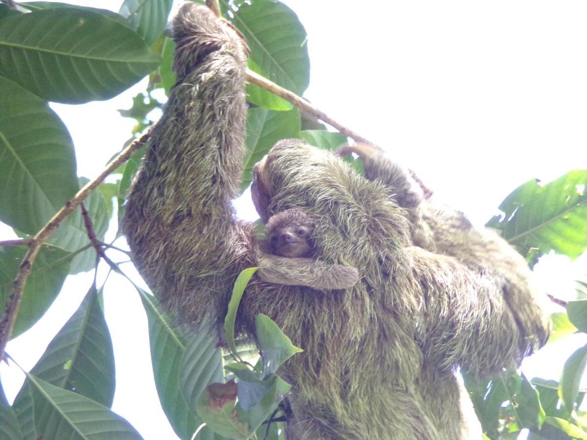 Riverside Villas Manuel Antonio Εξωτερικό φωτογραφία
